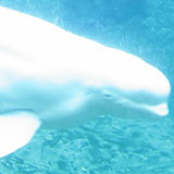  Beluga 