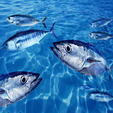  Bluefin Tuna 