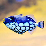  Butterflyfish 
