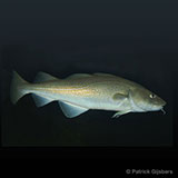  Cod 