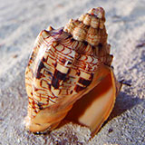  Conch 