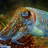  Cuttlefish 