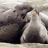  Elephant Seals 