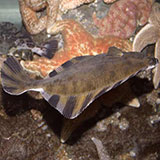  Flatfish 