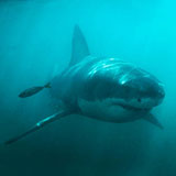  Great White 
