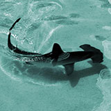  Hammerhead 