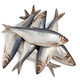  Herrings 
