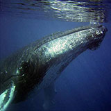  Humpback Whale 
