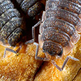  Isopod 