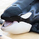  Killer Whale 