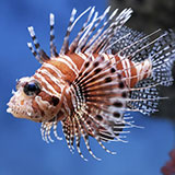  Lionfish 