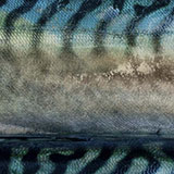  Mackerel 