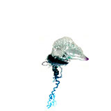  Man O War 