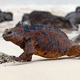  Marine Iguana 