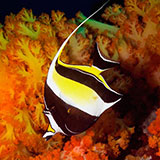  Moorish Idol 