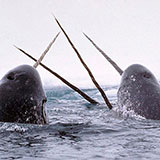  Narwhal 