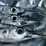  Needlefish 