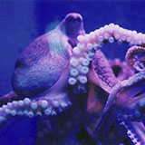  Octopus 