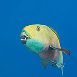 Parrotfish 