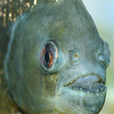  Piranha 