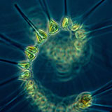  Plankton 