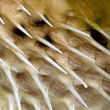  Porcupine Fish 