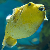  Puffer 