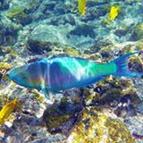  Rainbow Fish 