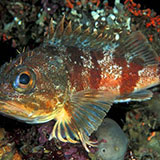 Red Gurnard 
