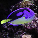  Regal Tang 