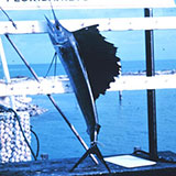  Sailfish 