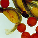  Salmon Roe 