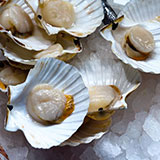  Scallops 