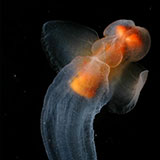  Sea Butterfly 