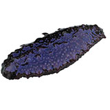  Sea Cucumber 