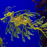  Sea Dragon 