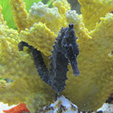  Sea Horse 