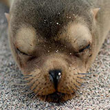  Sea Lion 