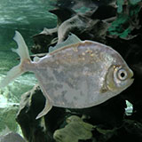  Silver Dollar 