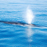  Sperm Whale 