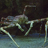  Spider Crab 