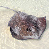 Stingray 