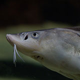  Sturgeon 