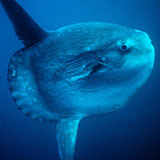  Sunfish 