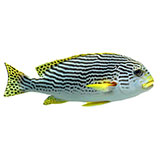  Sweetlips 
