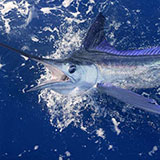  Swordfish 