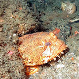  Toadfish 