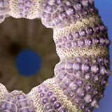  Urchin 