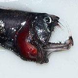  Viperfish 