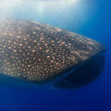  Whaleshark 